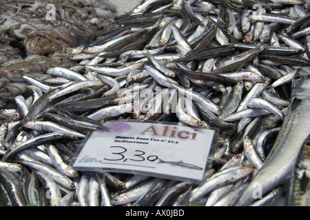 Alici al mercato di Rialto Pescheria il mercato del pesce a Venezia Italia Foto Stock