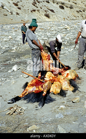 Yak (Bos grunniens) essendo macellati, distretto di Annapurna Himalaya,, Nepal, Asia Foto Stock