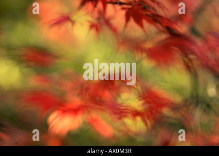 Acer giapponese albero in autunno Foto Stock