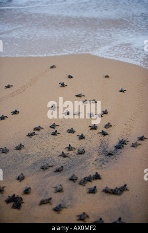 Recentemente verde tratteggiate le tartarughe di mare sono rilasciate nell'Oceano Indiano a Kosgoda Beach Galle Sri Lanka Foto Stock