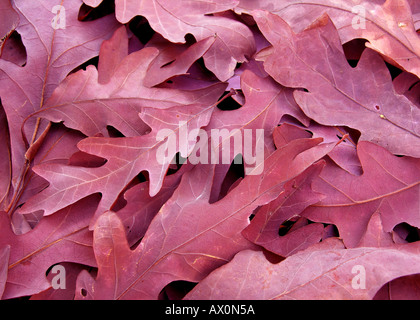 Quercia bianca caduto viola le foglie in autunno di Quercus alba Foto Stock