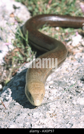 Vetro europea lucertola, vetro blindato lizard (Ophisaurus apodus), striscianti su una pietra, Grecia Foto Stock