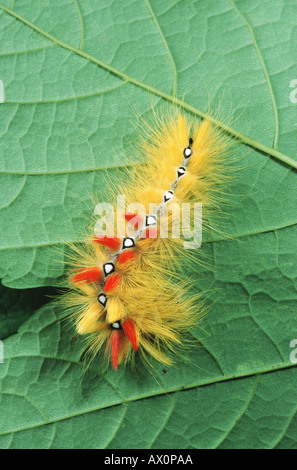 Sycamore tarma (Acronicta aceris), sulla foglia, Germania Foto Stock