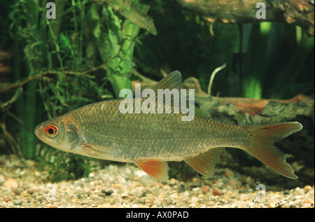Roach, balcanica roach (Rutilus rutilus, Leuciscus rutilus), Germania Foto Stock