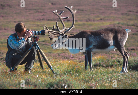 Mark Hamblin, rein deer getting amichevole con il fotografo, Scozia, Cairngorm Foto Stock