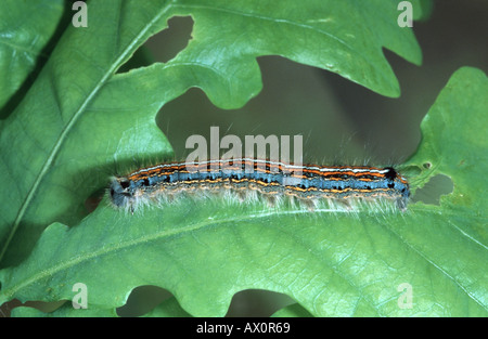 Lacchè, Europeo lackey moth, comune lacchè (Malacosoma neustria), Caterpillar. Foto Stock