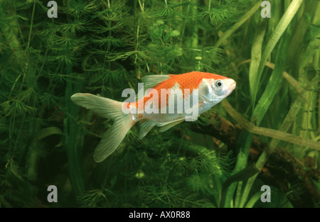 Goldfish, carpa comune (Carassius auratus), la Cometa forma di allevamento Foto Stock