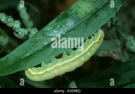 La tignola del pomodoro (lucido-la linea marrone-eye moth) (Mamestra oleracea, Lacanobia oleracea), Caterpillar Foto Stock