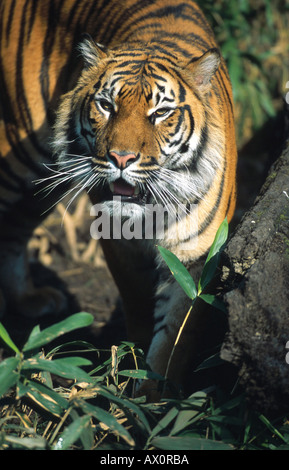 La tigre di Sumatra (Panthera tigris sumatrae), ritratto Foto Stock