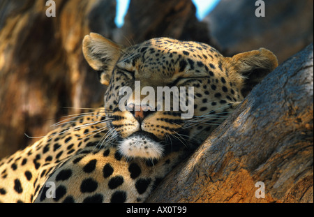 Leopard (Panthera pardus), ritratto, Namibia Foto Stock