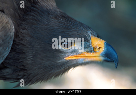 Steppa eagle (Aquila nipalensis), capretti, ritratto, in Germania, in Renania settentrionale-Vestfalia Foto Stock