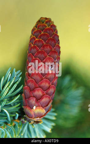 Sitka Abete (Picea sitchensis), cono maschio, USA, Alaska, Lago Clark NP Foto Stock