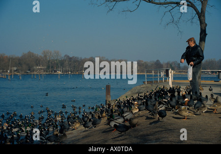 Anatra domestica, Mallard duck, nero coot (Anas platyrhynchos f. domestica, Anas platyrhynchos, fulica atra), alimentazione, Germania, H Foto Stock