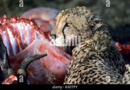 Ghepardo (Acinonyx jubatus) seduto di fronte al suo kill Foto Stock