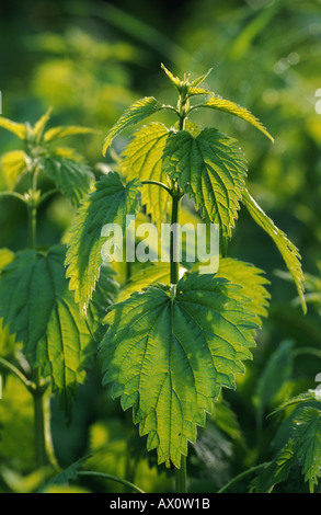 Ortica (Urtica dioica), in luce posteriore, Germania, il Land Brandeburgo, Potsdam Foto Stock