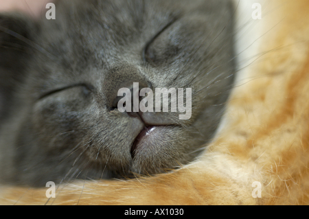 Grigio sdraiato Gattino addormentato veloce con la sua testa su un altro gattino. Foto Stock