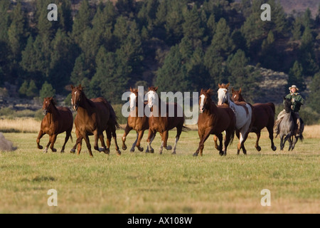 Cavalli e cowboy Oregon USA Foto Stock