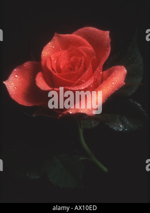 Rosa rosa con sfondo nero soft focus e le goccioline di acqua Foto Stock