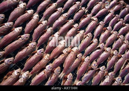 Cina, Hong Kong, Cheung Chau Isola, pesce di essiccazione Foto Stock