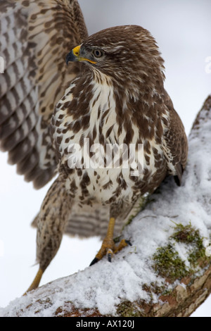 Comune Poiana (Buteo buteo) appollaiato sulla coperta di neve il ramo cercando di trovare il suo basamento, Ellscheid, Vulkaneifel, Germania, Europa Foto Stock