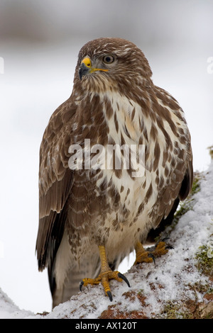 Comune Poiana (Buteo buteo) appollaiato sulla coperta di neve ramo, Ellscheid, Vulkaneifel, Germania, Europa Foto Stock