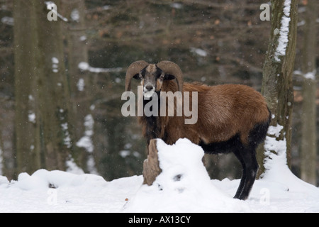 Muflone (Ovis musimon) in inverno, Wildpark Daun, Vulkaneifel, Germania Foto Stock