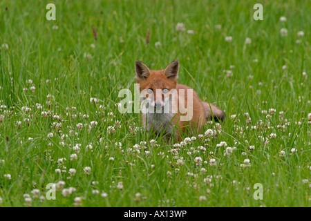 Red Fox (Vulpes vulpes vulpes) in erba, Vulkaneifel, Germania, Europa Foto Stock