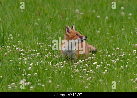 Red Fox (Vulpes vulpes vulpes) in erba, Vulkaneifel, Germania, Europa Foto Stock
