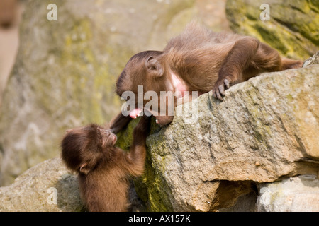 Geladas o babbuino Gelada (Theropithecus gelada) combattimenti a Rheine Zoo, Renania settentrionale Vestfalia, Germania, Europa Foto Stock