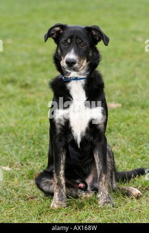 Pastore australiano cane Foto Stock