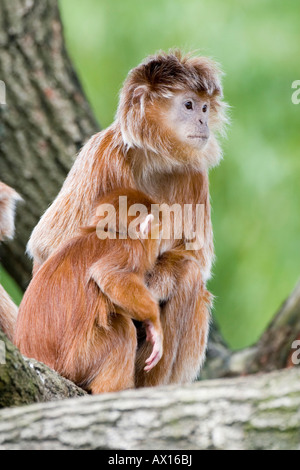 Iavan Lutung o ebano Lutung (Trachypithecus auratus) con i giovani in un albero, lo Zoo di scimmia, Apenheul, Paesi Bassi, Europa Foto Stock