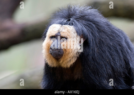 Di fronte bianco-- o Golden-di fronte- o Guianan Saki (Pithecia pithecia), lo Zoo di scimmia, Apenheul, Paesi Bassi, Europa Foto Stock