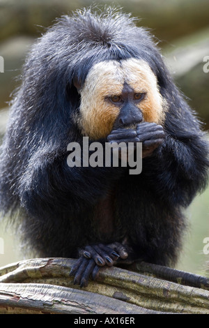 Di fronte bianco-- o Golden-di fronte- o Guianan Saki (Pithecia pithecia), lo Zoo di scimmia, Apenheul, Paesi Bassi, Europa Foto Stock