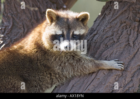 Raccoon (Procione lotor), Freisen zoo, Germania, Europa Foto Stock