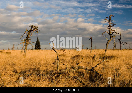 Gli alberi morti, Hautes Fagnes (Hautes Fagnes) Natura Park, Noir Flohay, Belgio, Europa Foto Stock