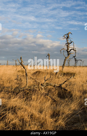 Gli alberi morti, Hautes Fagnes (Hautes Fagnes) Natura Park, Noir Flohay, Belgio, Europa Foto Stock