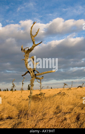 Gli alberi morti, Hautes Fagnes (Hautes Fagnes) Natura Park, Noir Flohay, Belgio, Europa Foto Stock