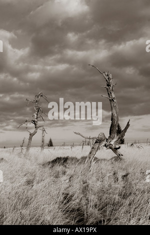 Gli alberi morti, nero-e-bianco con sfumatura marrone, Hautes Fagnes (francese: Hautes Fagnes) uplands, Noir Flohay, Belgio, Europa Foto Stock