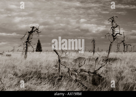 Gli alberi morti, nero-e-bianco con sfumatura marrone, Hautes Fagnes (francese: Hautes Fagnes) uplands, Noir Flohay, Belgio, Europa Foto Stock