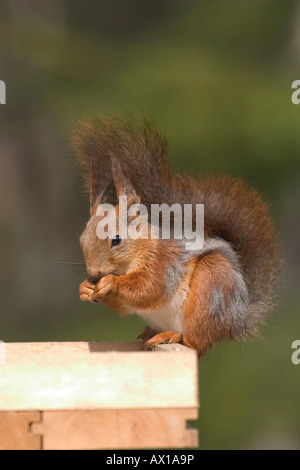 Eurasian Red scoiattolo (Sciurus vulgaris) rubare cibo da un uccello-alimentatore Foto Stock