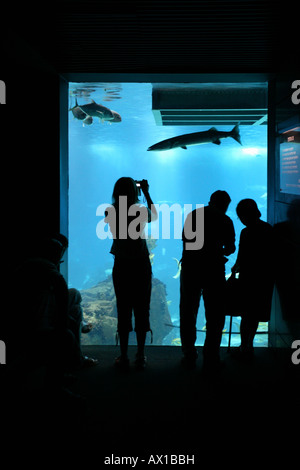 Le persone in piedi di fronte ad un acquario finestra in vetro, Lisbona, Portogallo Foto Stock