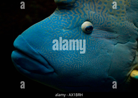 Humphead wrasse (Cheilinus undulatus) Foto Stock