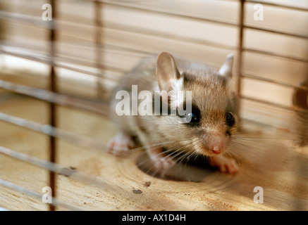 Un mouse di PET in una gabbia Foto Stock