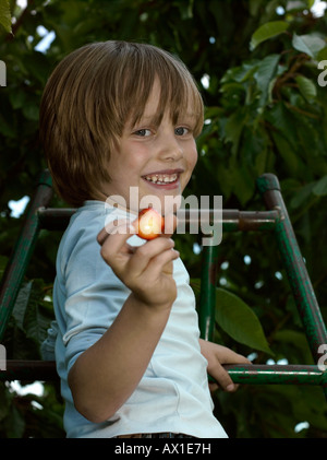 Un ragazzo la raccolta delle ciliegie da un albero Foto Stock