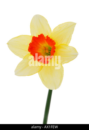 Singolo Daffodil Foto Stock