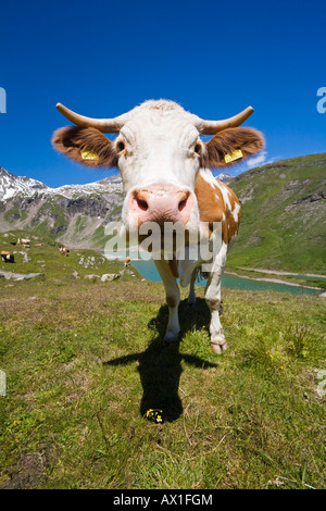 Mucca in un pascolo, Grossglockner Strada alpina, parco nazionale Hohe Tauern, Carinzia, Austria Foto Stock