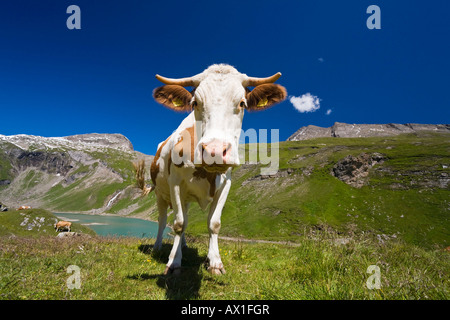 Vacche su un pascolo a tarn, lago di montagna alla Strada alpina di Grossglockner, parco nazionale Hohe Tauern, Carinzia, Austria Foto Stock