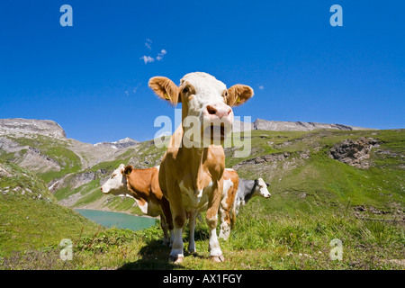 Vacche su un pascolo, Grossglockner Strada alpina, parco nazionale Hohe Tauern, Carinzia, Austria Foto Stock