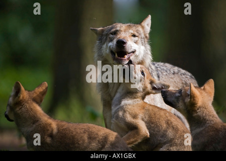Unione lupo (Canis lupus lupus) con pup, cucciolo Foto Stock