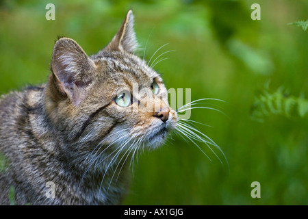 Gatto selvatico europeo (Felis silvestris), Foresta Bavarese Foto Stock